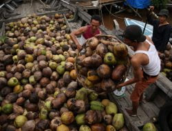 Perang Rusia-Ukraina Sebabkan Harga Kelapa Dunia Menurun